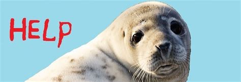 Caspian Seal Is Endangered Azerbaijan Geographic Society