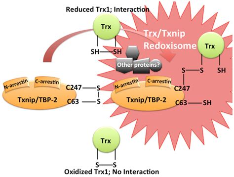 Frontiers Thioredoxin Txnip Redoxisome As A Redox Switch For The