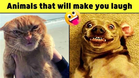 Funniest Animals That Will Make You Laugh Youtube