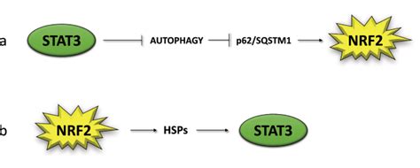 Nrf Stat Discover Oncology X Mol