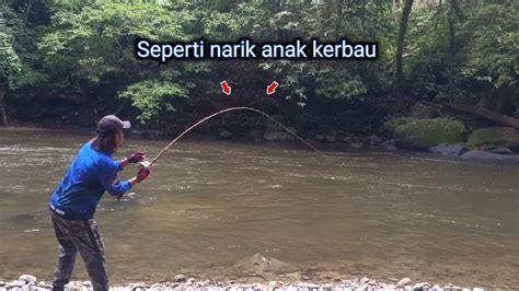 Detik Detik Strike Mahseer Segede Bayi Saat Mancing Di Sungai Yang