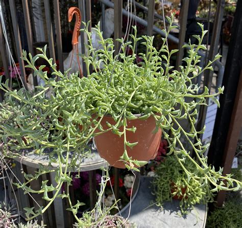 Senecio Peregrinus String Of Dolphins Rare Etsy