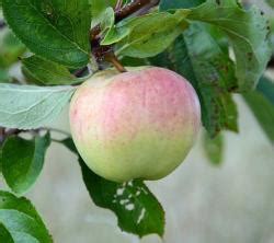 Buy Apple Trees For Disease Resistance Online Crj Fruit Trees Nursery Uk