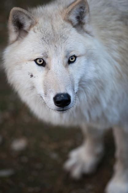 Premium Photo Arctic Wolf Canis Lupus Arctos Aka Polar Wolf Or White