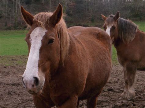 Lut Ce Jument La Ferme Des Plomarc H Cr Dit Photo Ferme Des