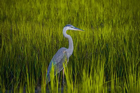 identify  bird member albums whatbird community