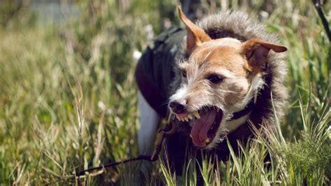 Sacerdote Lanza Agua Bendita A Perritos Y Uno De Ellos Se Revela Uno Tv