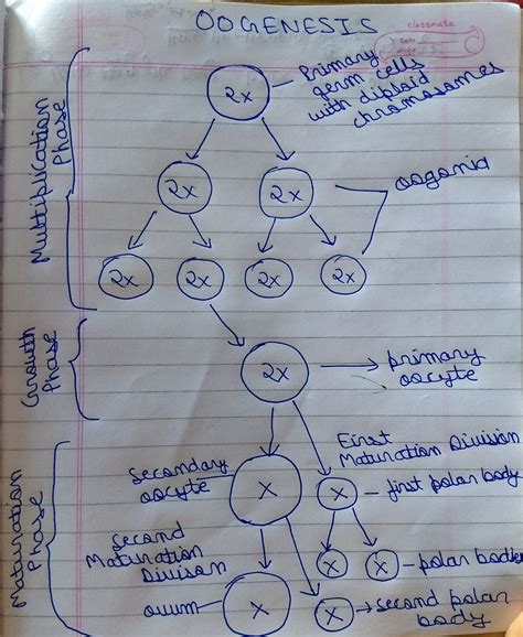 Give A Schematic Representation Of Oogenesis In Humans Mention The