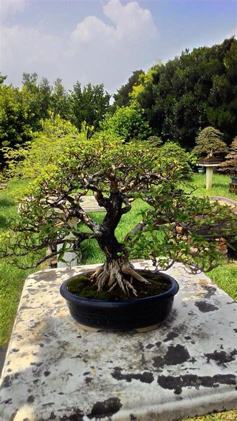 Bonsai Japanese Meaning