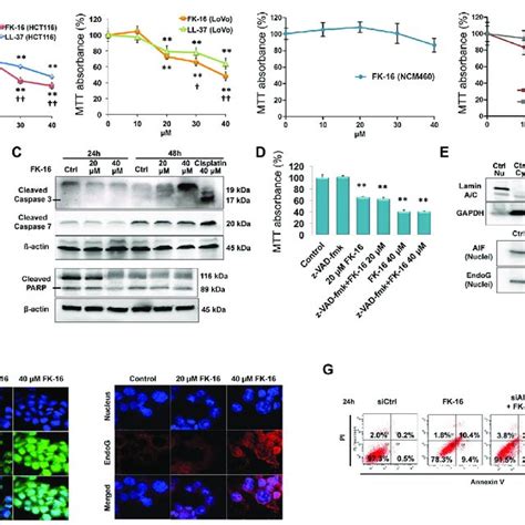 Induction Of Caspase Independent But Aifendog Dependent Apoptosis By