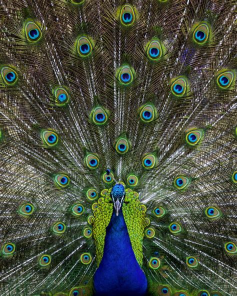 Peacock Symmetry Australian Photography