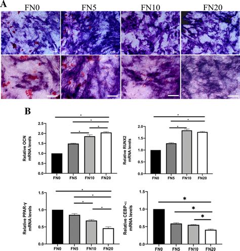 Osteogenesis And Adipogenesis Of Bmscs With Different Concentrations Of