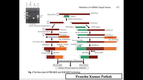 RLM RNA Ligase Mediated RACE Rapid Amplification Of C DNA Ends