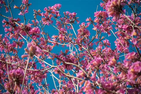 Foto De Baixo Ngulo De Uma Linda Flor De Cerejeira Um C U Azul