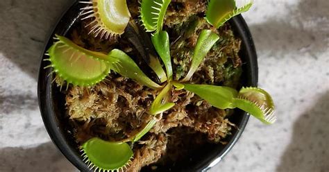 Venus Flytraps Album On Imgur