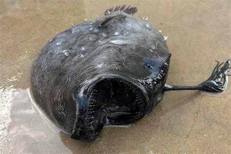 'Strange and Fascinating' Deep-Sea Creature Washes Up on Beach in 'Very ...