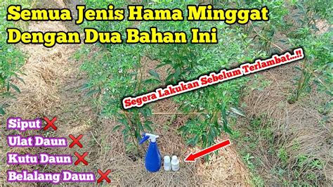 Cara Mengatasi Hama Ulat Daun Siput Belalang Dan Kutu Pada Tanaman