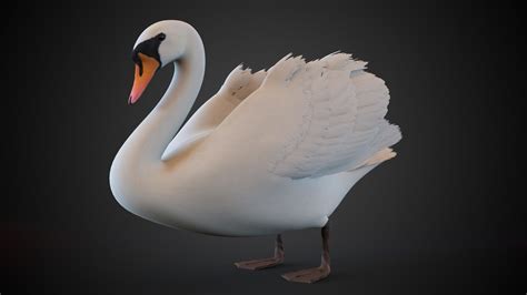 3d Model Swan