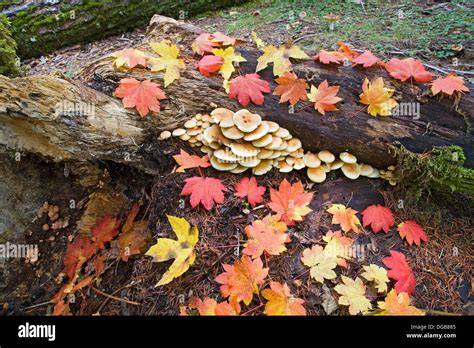 Hypholoma fasciculare fotografías e imágenes de alta resolución Alamy