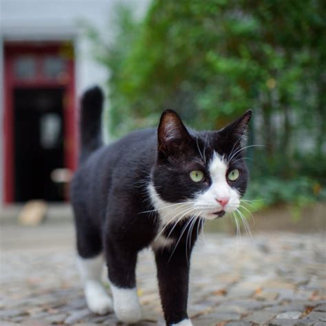 Katzenschutzverordnung In Mannheim Tritt Am Juni In Kraft Swr Aktuell