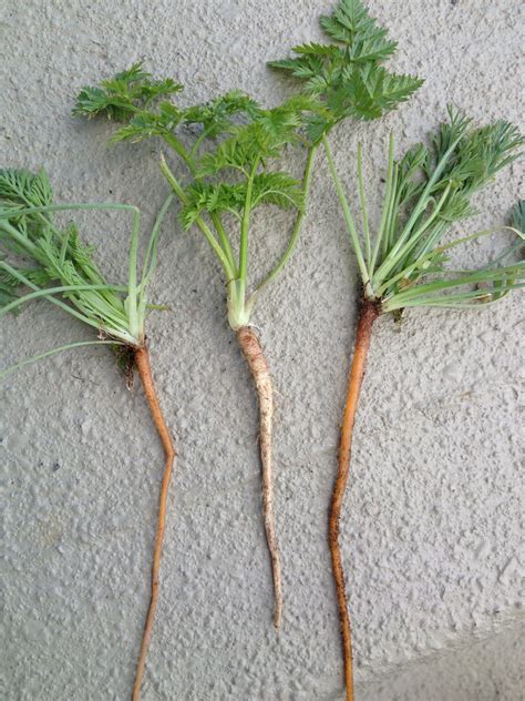Wild carrots? | Walter Reeves: The Georgia Gardener