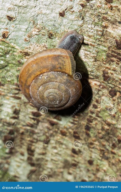 The Snail Is Climbing Up The Tree Stock Image Image Of Climbing