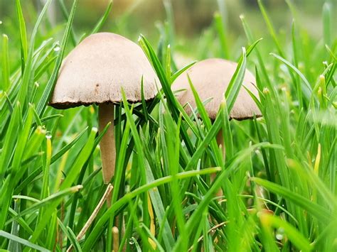 how to eradicate lawn mushrooms