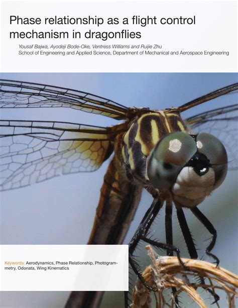 (PDF) Phase Relationship as a Flight Control Mechanism in Dragonflies