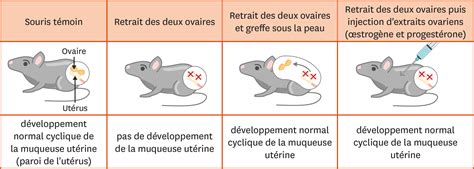 Comment Fonctionne La Contraception Hormonale Lelivrescolaire Fr