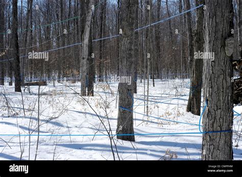 Taps In Maple Trees Using Plastic Tubing For Sap Collection Trillium