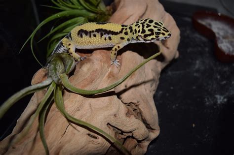 Leopard Gecko Substrate: How to Choose the Perfect Substrate (GUIDE)