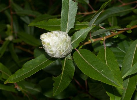 Salix Discolor Pussy Willow