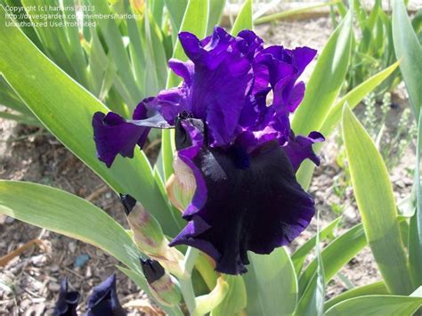 Plantfiles Pictures Tall Bearded Iris Midnight Treat Iris By Oberon46