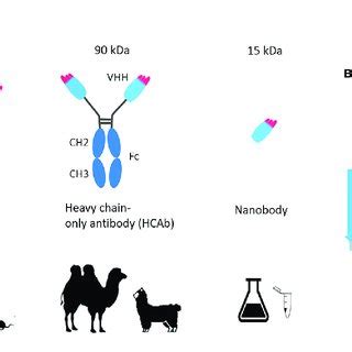 | (A) Comparison of conventional antibody, heavy chain antibody and ...