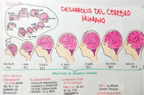 Neuropsicolog A Corteza Cerebral Y Complejidad Humana Desarrollo Del