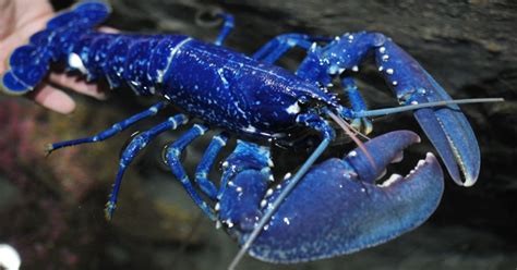 One In 100 Million Cotton Candy Lobster Found At Maine Restaurant