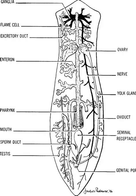 Class Turbellaria - Characteristics, Habitat, Reproduction/Life Cycle