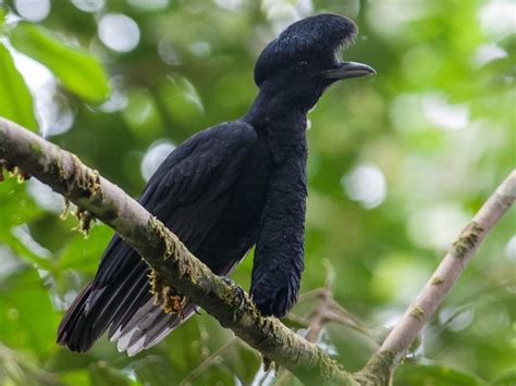 Long-wattled Umbrellabird - eBird