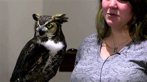 The Great Horned Owl Youtube