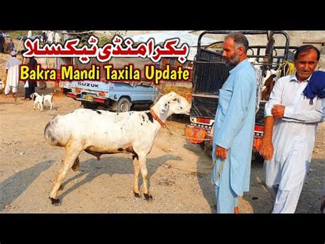 Friday Bakra Mandi Taxila Latest Update 23 September 2022 Turkey