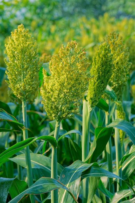 Sorghum field scenery stock image. Image of crops, sorghum - 192057023