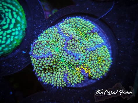 Green Ricordea Florida Mushroom Coral Buy Online