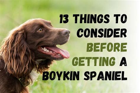 Things To Consider Before Getting A Boykin Spaniel