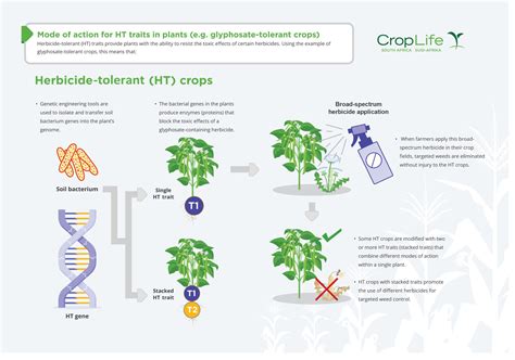 Opportunities To Incorporate Plant Biotech In Ipm Strategies Sa Grain