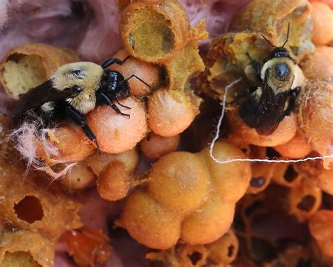 Emergency Bumble Bee Nest Relocation Nc State Extension