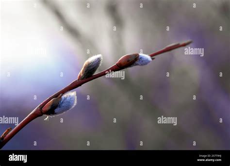 Close Up On Salix Gracilistyla Willow Native Known In English As The Rose Gold Pussy Willow