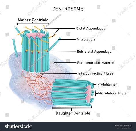 6+ Hundred Centriole Royalty-Free Images, Stock Photos & Pictures ...