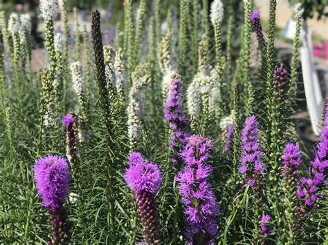 Perennial Gayfeather (Liatris) Kobold - Fergusons Garden Center