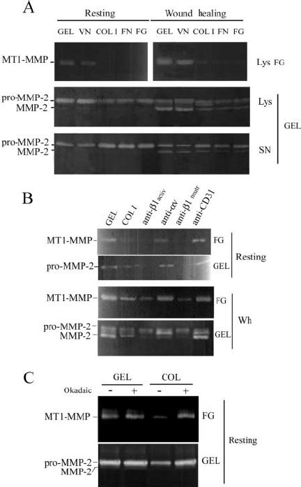 Col I Fn And Fg Decrease Mt1 Mmpmediated Degradation Of Fg And