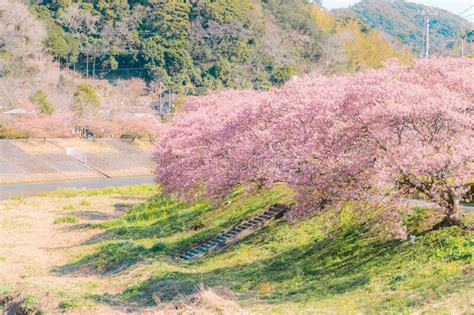 Beautiful Nature Scenery Of Cherry Blossom Kawazu Sakura Stock Image